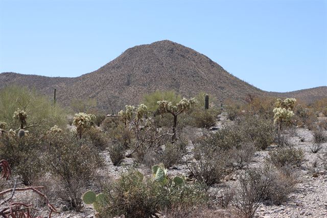 Sonoran Desert near Tucson with cholla and saguaro cacti below a rounded desert mountain