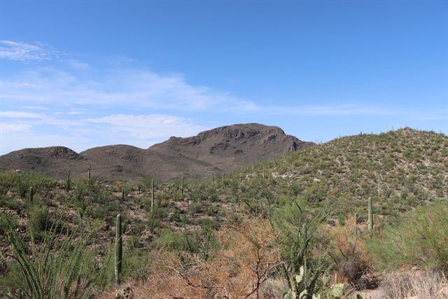 Tucson desert hillsides dotted with saguaro cacti and scrub under a blue sky with light clouds