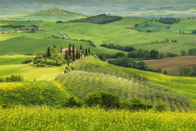 Green rolling hills of Val d'Orcia in Tuscany with a farmhouse, cypress rows and olive groves