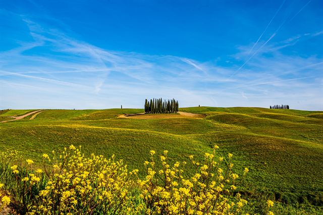 Famous cypress grove on a green Val d'Orcia hilltop with yellow wildflowers under blue sky