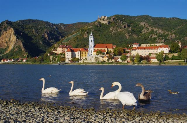 Durnstein's blue abbey tower and castle ruins above the Danube with swans in front