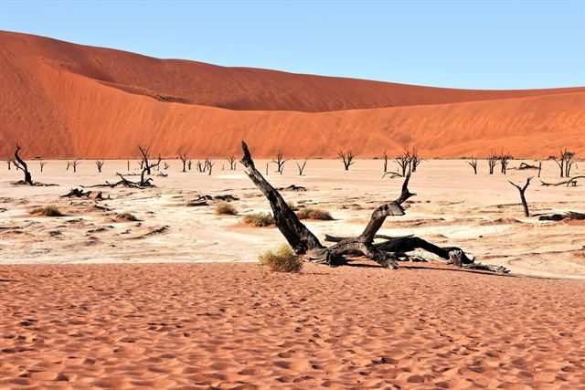 Dead camel-thorn trees on the white clay pan of Deadvlei beneath red dunes, Sossusvlei, Namibia