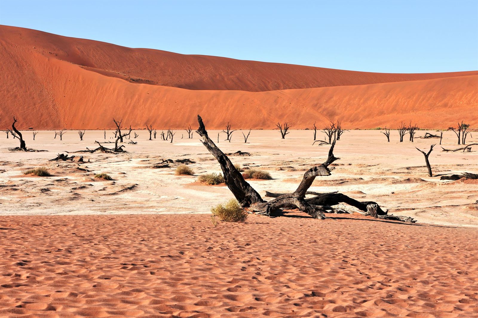 Dead camel-thorn trees on the white clay pan of Deadvlei beneath red dunes, Sossusvlei, Namibia