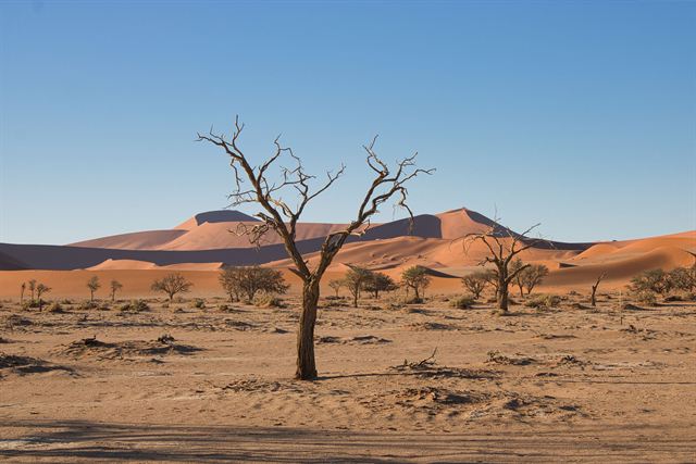 Lone dead tree and scrub in front of orange dunes at Sossusvlei in the Namib Desert