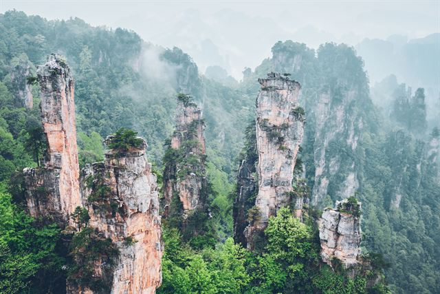 Towering sandstone pillars of Zhangjiajie rising from forest and mist, Hunan